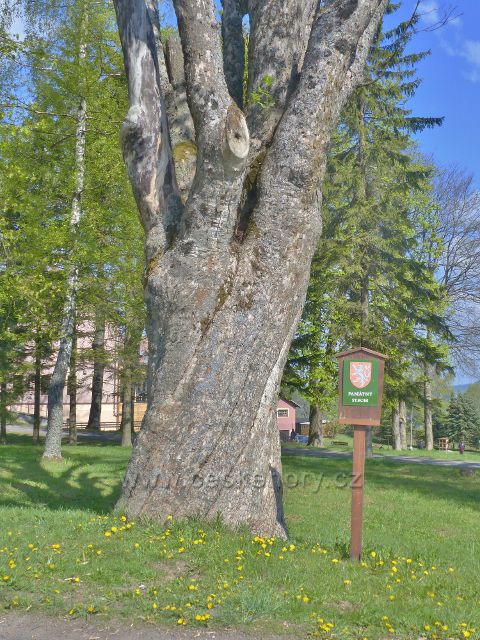 Památný strom javor klen v parčíku areálu kláštera na Hedeči