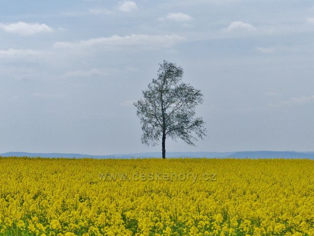 "žluté moře" nad Kunvaldem