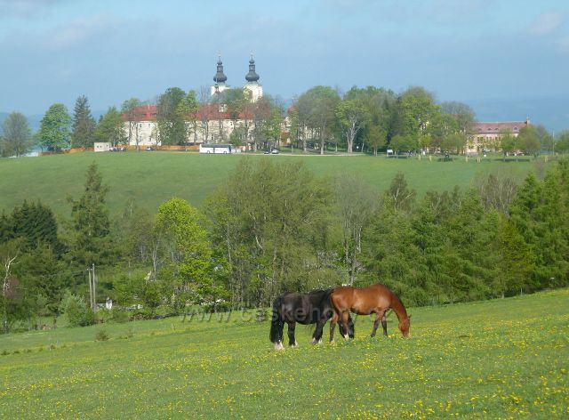 Dolní Hedeč - pastva koní na úbočí Valu. V pozadí klášter.