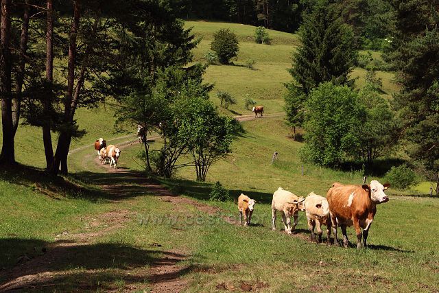 Pastviny u Bečova