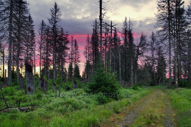 Mrtvý a živý les poblíž Modravy