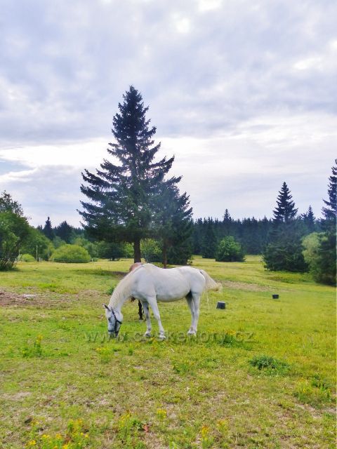 Rýchory - kůň na pastvině u Rýchorské boudy