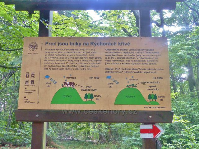 Rýchory - Dvorský les, panel na NS Rýchory pojednávající o charakteru bukového porostu na vrcholu Dvorského lesa(1033 m.n.m.)