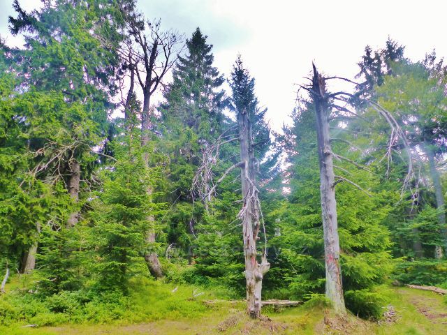 Rýchory - Dvorský les,NS Rýchory prochází 1.ochranným pásmem