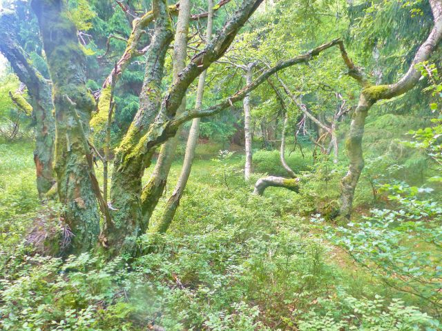 Rýchory - Dvorský les, NS Rýchory,charakteristický bukový porost