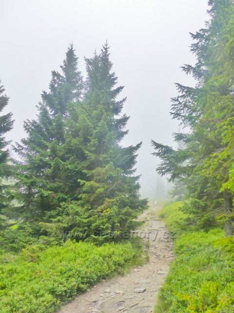 Horní Malá Úpa - cesta po modré TZ po česko-polské hranici k vrcholu Tabule