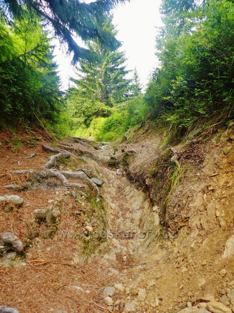 Malá Úpa - cesta po zelené TZ k vrcholu Lysečinské hory ve svém posledním úseku mění v prudké kamenité koryto