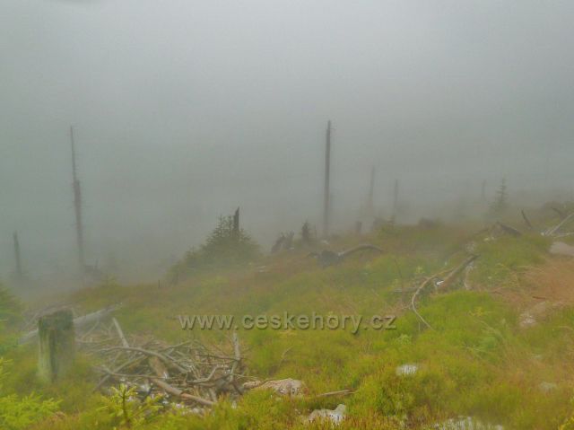 Králický Sněžník - zbytky lesního porostu na svahu vrchu Stříbrnícká