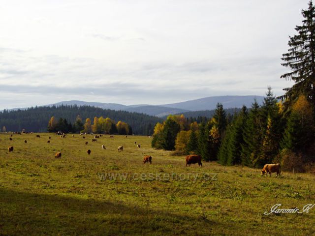 Šumavské pastviny