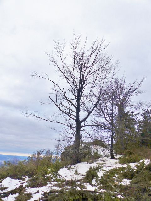 Jestřebí hory - těžbou dřeva odkryté výhledové místo u skalního výchozu u rozcestí na hřebenu pod rozhlednou Žaltman
