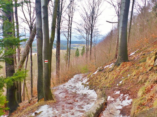 Jestřebí hory - stezka po červené TZ k rozcestí Pod Pasekou vede svahem Markušovického kopce