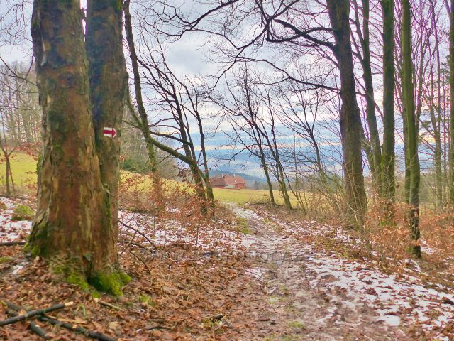 Malé Svatoňovice - cesta bratří Čapků opouští lesní porost aby pokračovala po pastvinách Na Horách