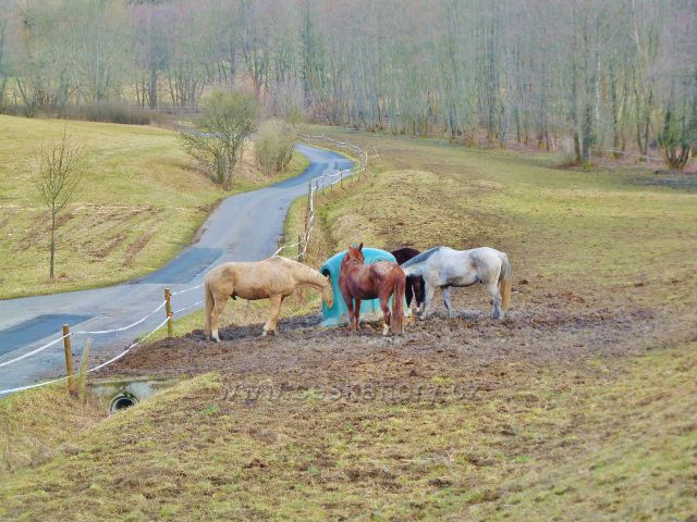 Kunvald - výběh koní nad údolím Rokytenky