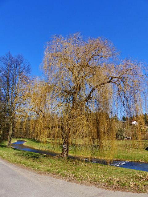 Žamberk - vrba na břehu Divoké Orlice