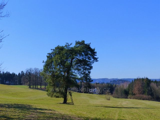 Helvíkovice - borovice s posedem u Pustin