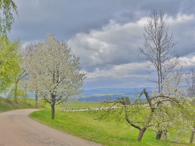 Polní cesta z Bohousovén do České Rybné IX. (Kvetoucí třešeň)