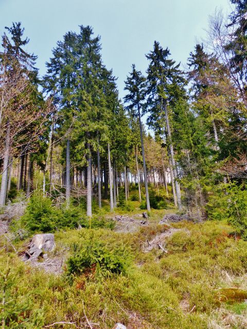 Lesní porost nad cestou k Aloisovu pramenu