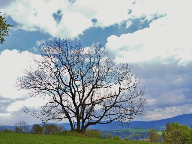 Silueta stromu na úbočí Větrova