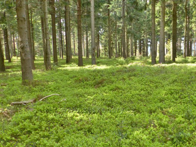 Staré Město - bylinné patro v lesním porostu podél hřebenovky na Hřebeňák tvoří souvislý koberec  borůvky