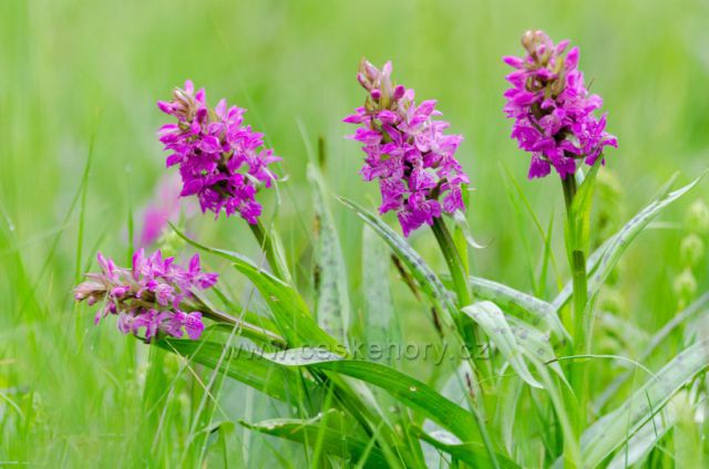 Chráněná orchidej -Prstnatec májový