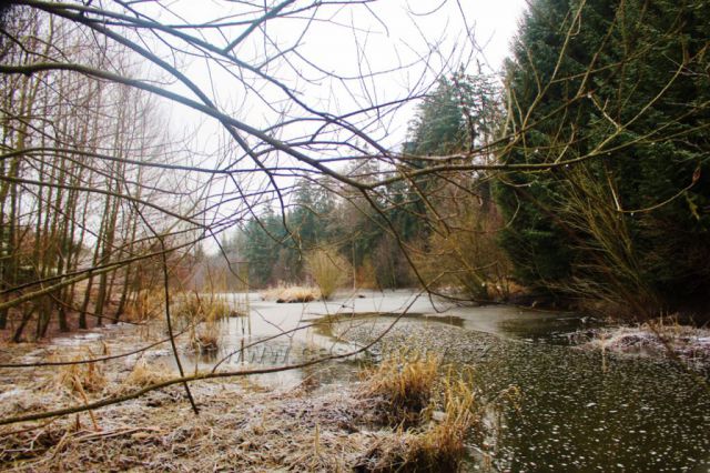 Lukavice - Záhořský rybník je napájen Dlouhoňovickým potokem