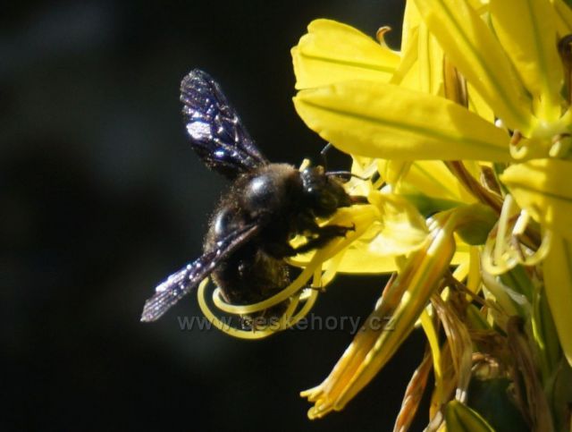 Vzácná černá včela focena ve ŠTRAMBERKU 2020
