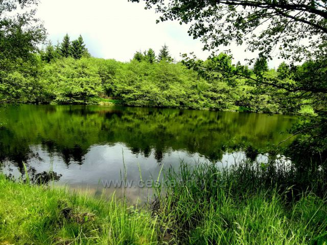 Dřevařský rybník, Nová Ves v Horách