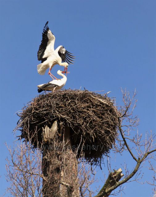 Čapí polibek - Podkrušnohorský ZOO park