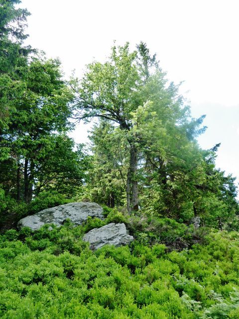 Šerlich - skalní útvar nad hraniční stezkou