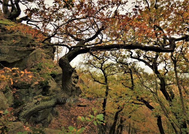 Pokroucené duby na vrcholu Bořně