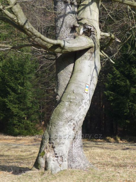 Jetřichovice - tančící strom v detailu