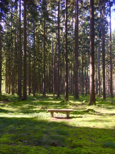 Mariánské lázně - lavička v lese