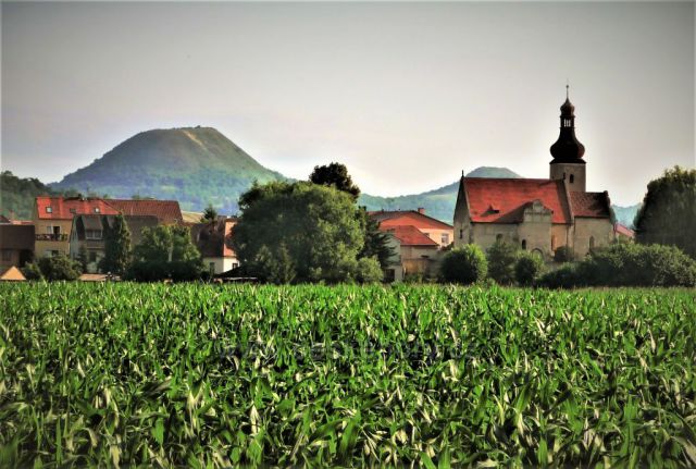 Dobroměřice - kostel sv. Matouše s výhledem na Oblík