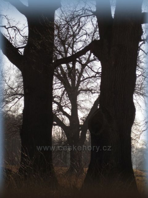 stromy v zimě v Ratibořicích
