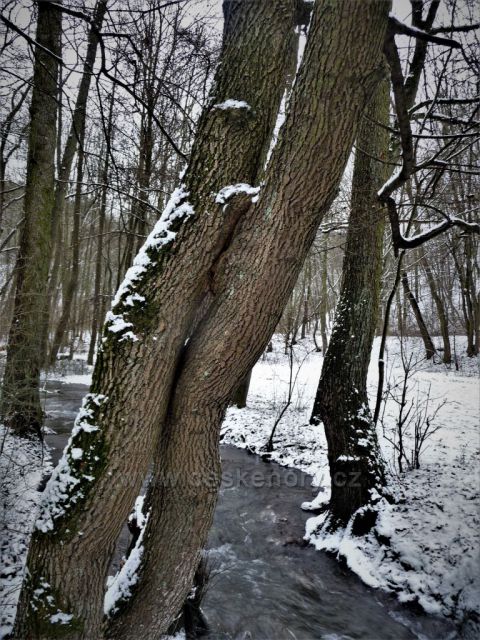 Mrazivé mokřady v Tichém údolí
(Roztoky u Prahy)