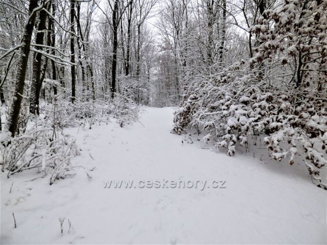 Cesta na kopec Kaňkov