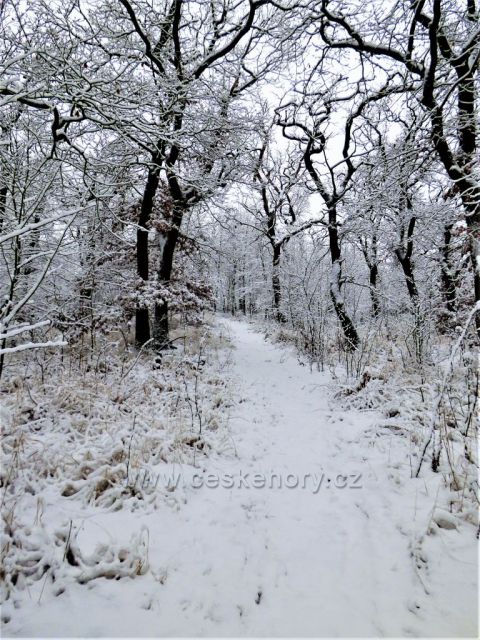 Cesta na kopec Kaňkov