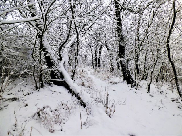 Cesta na kopec Kaňkov