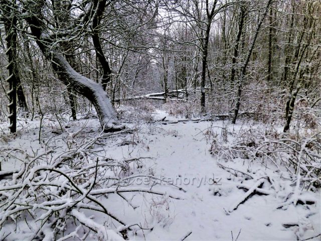 Cesta z Kaňkova