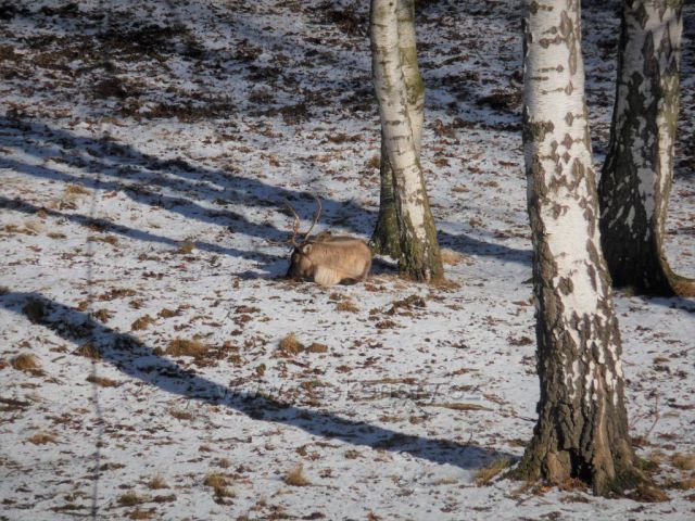 Podkrušnohorský Zoopark
(zimní toulky)