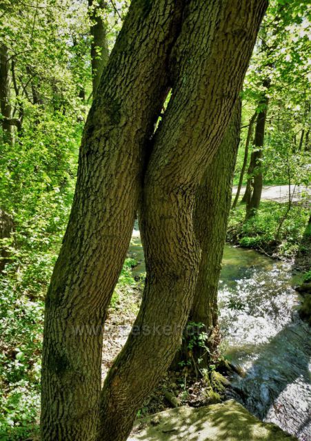 Mokřady na jaře
(Tiché údolí)