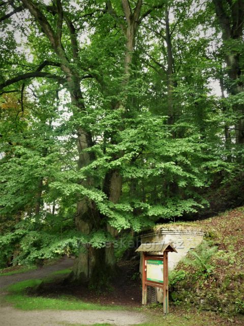 Zámecký park
zámek Kynžvart
(památná lípa)