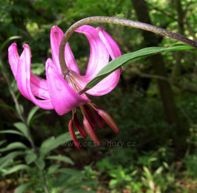 Flora na Bořni
(lilie zlatohlavá)