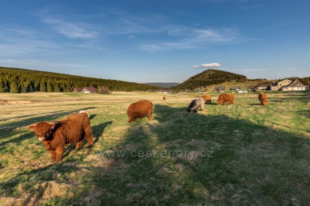 Pastviny na Jizerce pod Bukovcem