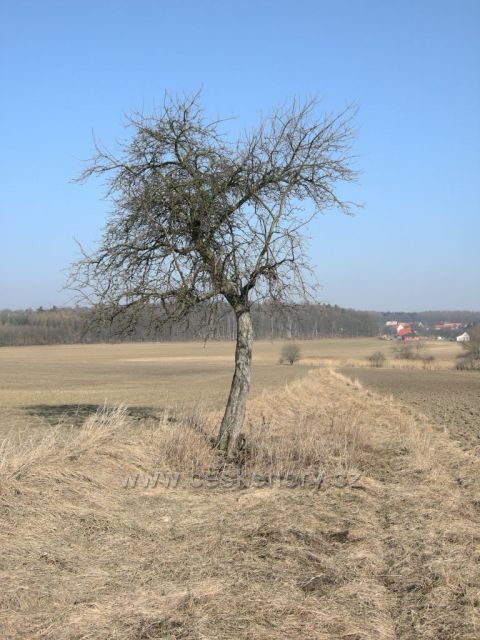 strom na jaře