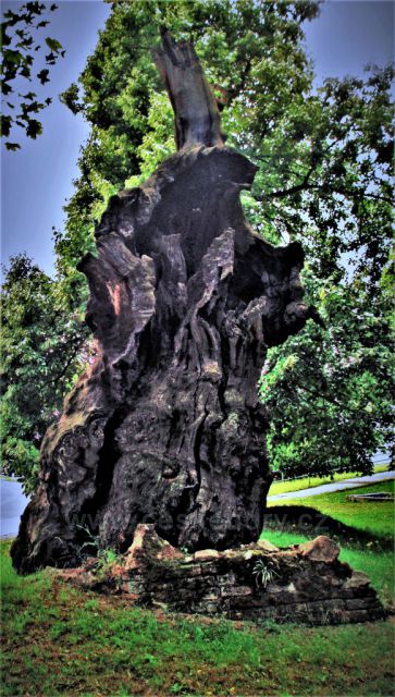 Torzo památného Oseckého dubu (přezdívaného tisíciletý dub)
