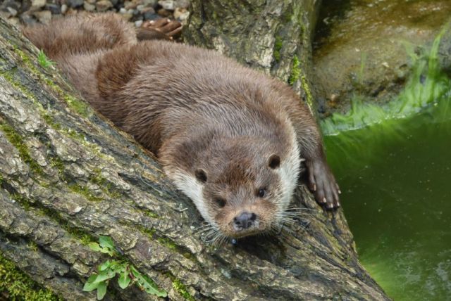 ZOO Chomutov