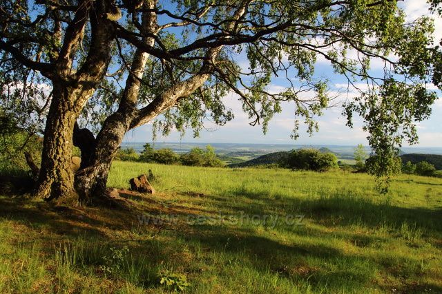 Bříza nad Červeným Újezdem