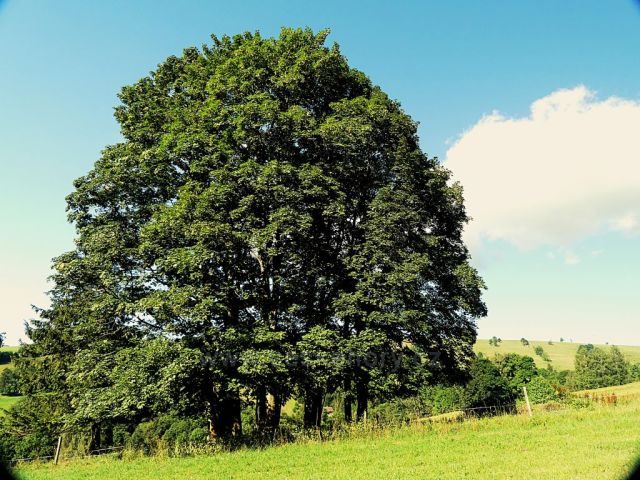 Vrchní Orlice - Podél cesty na Vysoký kořen