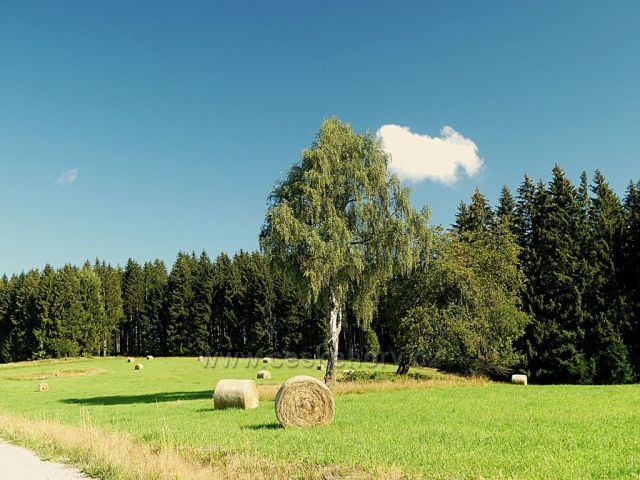 Vrchní Orlice - pastvina podél cesty na Vysoký kořen